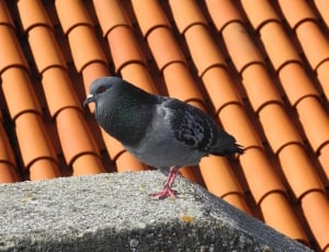 Tile, Dove, Home, Roof, Bird, animal themes, bird thumbnail