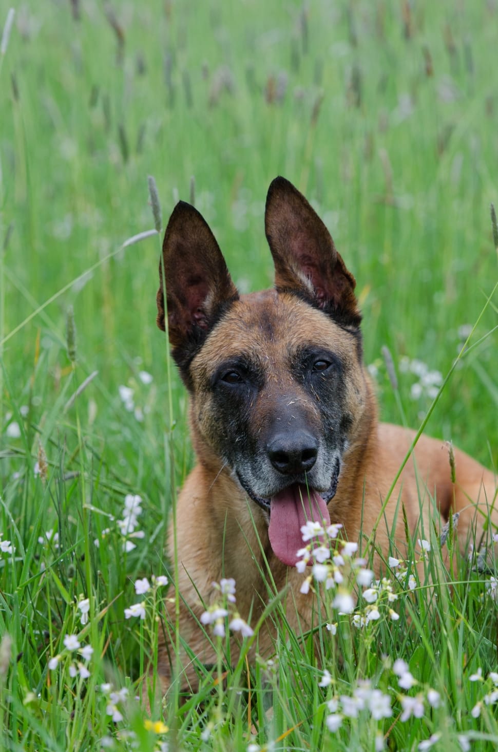 belgian malinois on grass field preview