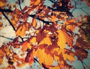 orange maple leaves thumbnail