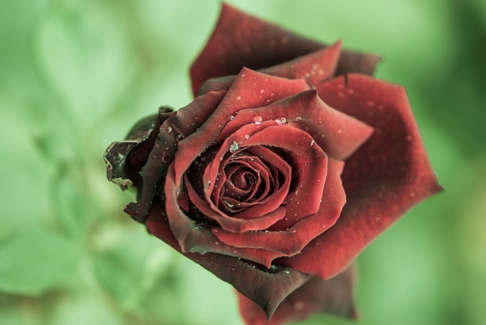 Rose, Flower, Close, Red, Dark, flower, rose - flower preview