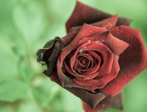 Rose, Flower, Close, Red, Dark, flower, rose - flower thumbnail