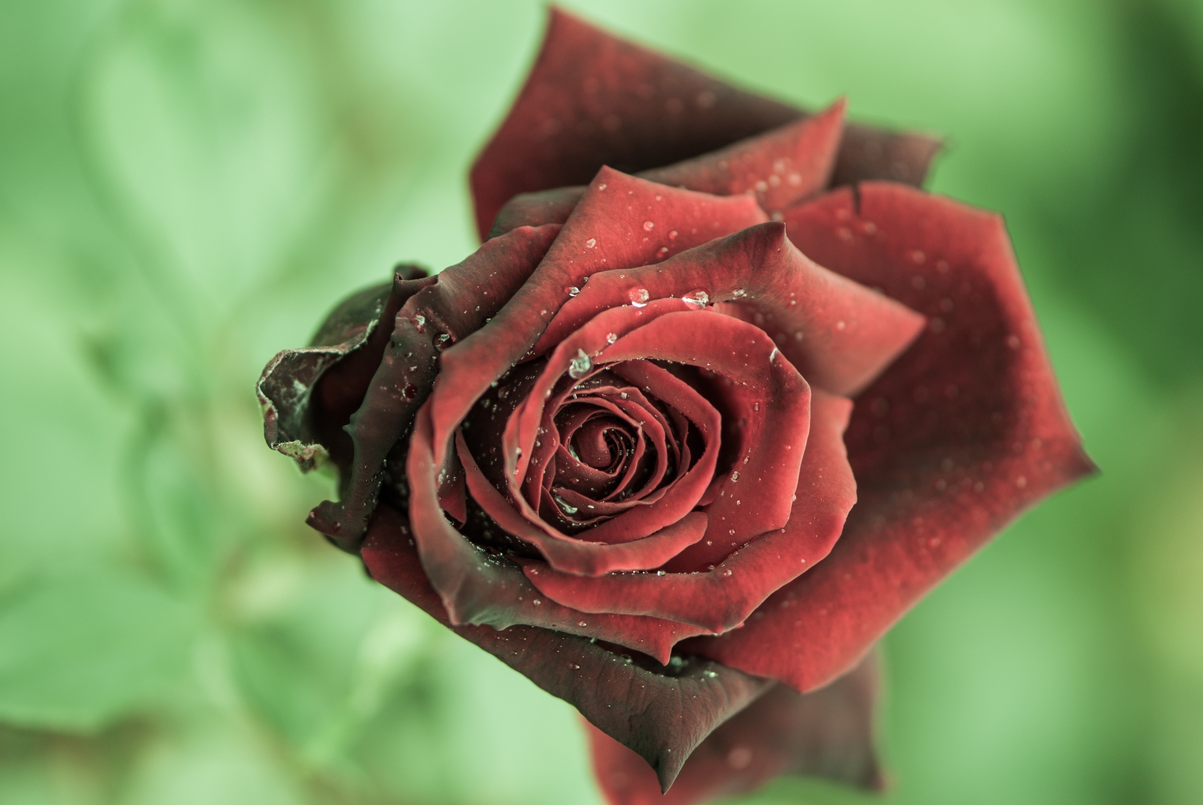 Rose, Flower, Close, Red, Dark, flower, rose - flower