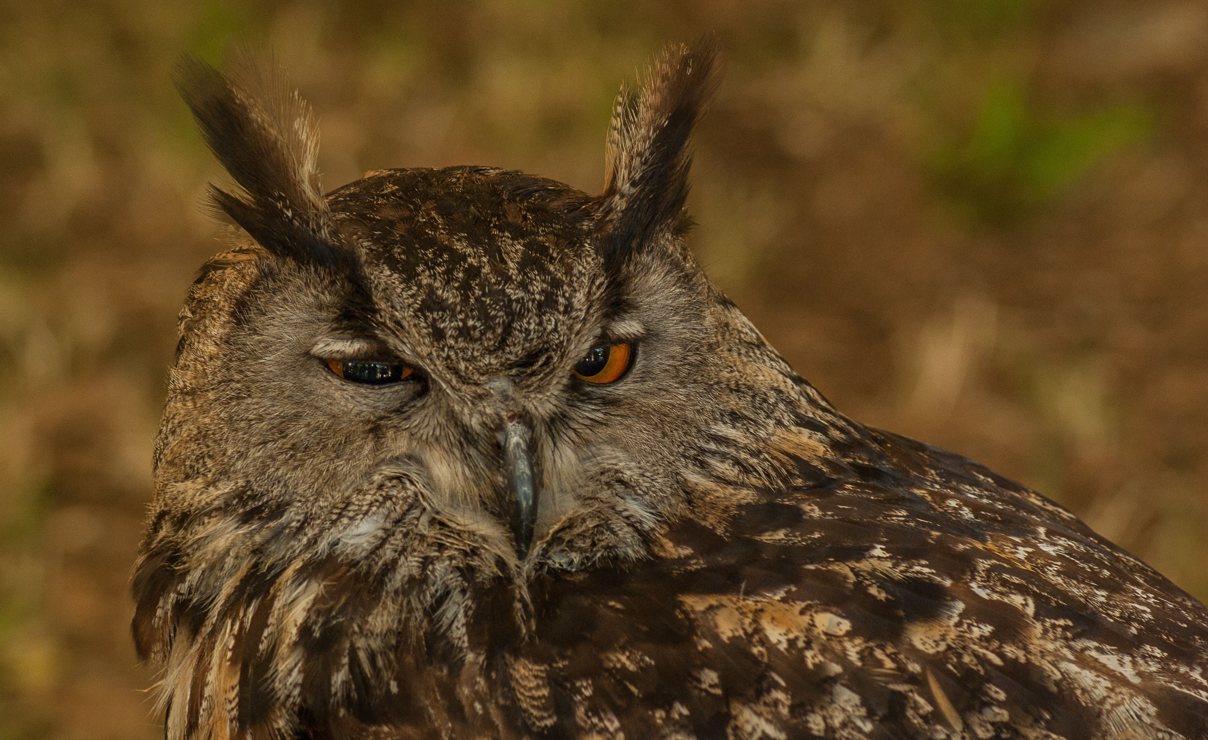 black and gray owl