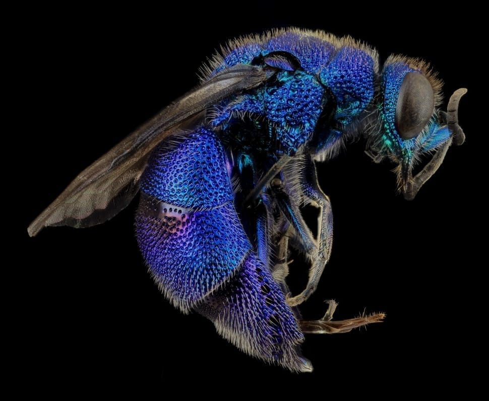 blue wasp preview