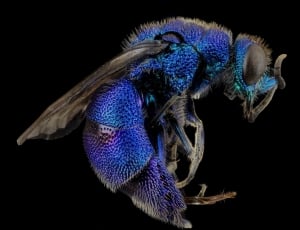 blue wasp thumbnail