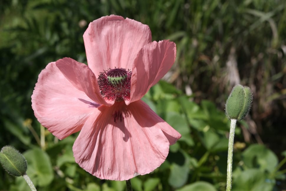 Poppy, Nature, Blossom, Bloom, Bud, flower, pink color preview
