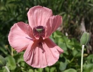 Poppy, Nature, Blossom, Bloom, Bud, flower, pink color thumbnail