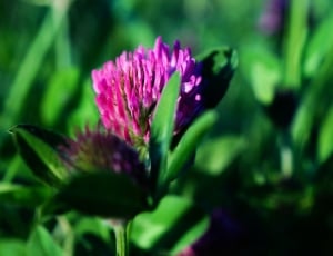 Klee, Flower, Clover Flower, flower, purple thumbnail