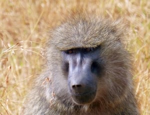 brown and gray primate thumbnail