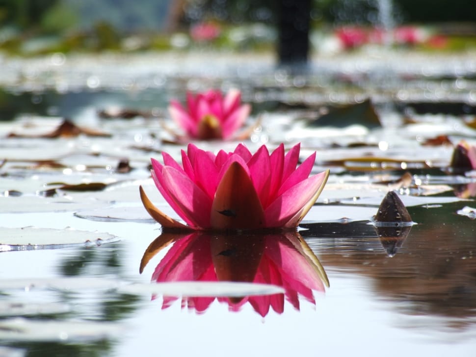 Flower, Water, Pink, Pond, Water Lilly, flower, reflection preview