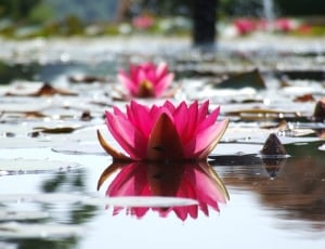 Flower, Water, Pink, Pond, Water Lilly, flower, reflection thumbnail