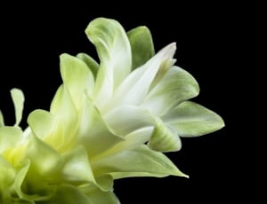 green and white flowers thumbnail