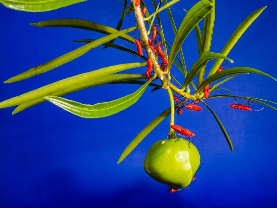 close up photography of nest of red bug walking through plant seed preview