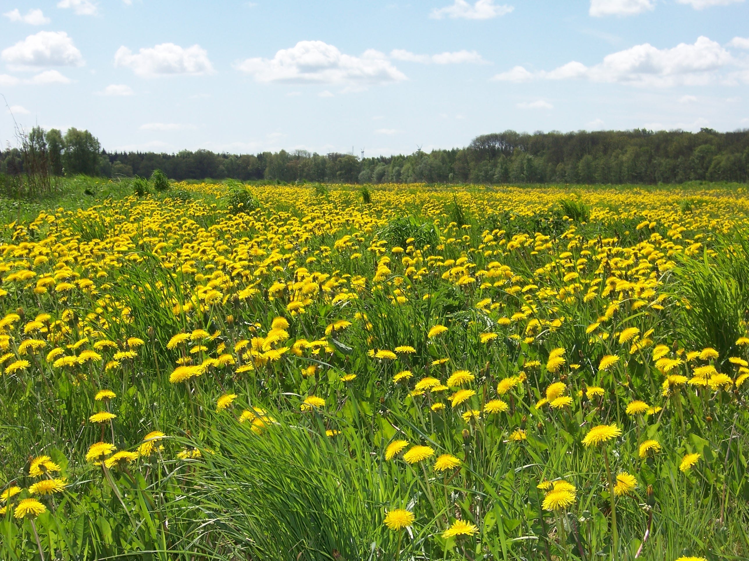 yellow daisy flower field