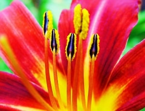 red and yellow petaled flower with yellow-and-black stigmas thumbnail