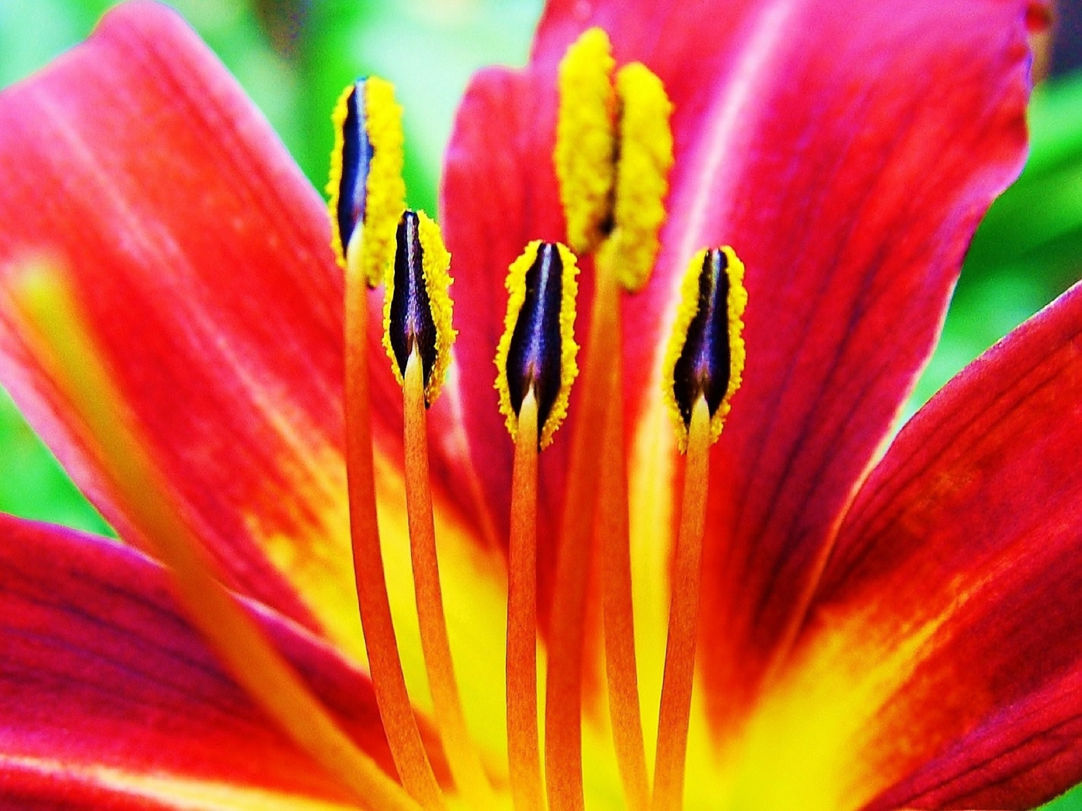 red and yellow petaled flower with yellow-and-black stigmas