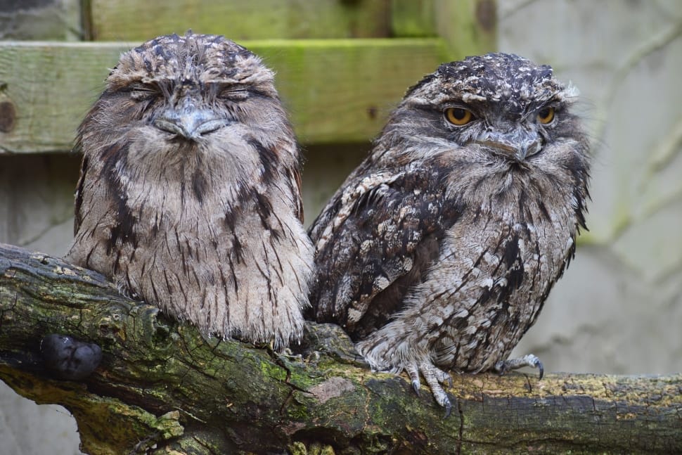 Australia, Tawny Frogmouth Owl, Owl, animal wildlife, bird preview