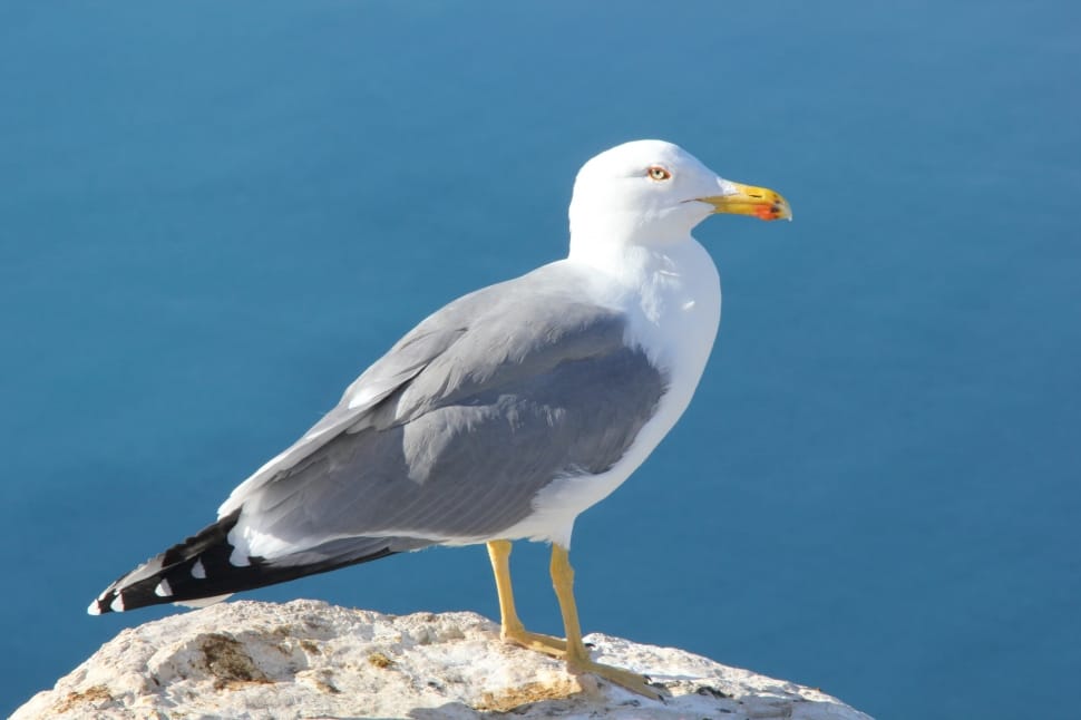 Seagull, Bird, Ave, bird, one animal preview
