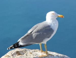 Seagull, Bird, Ave, bird, one animal thumbnail