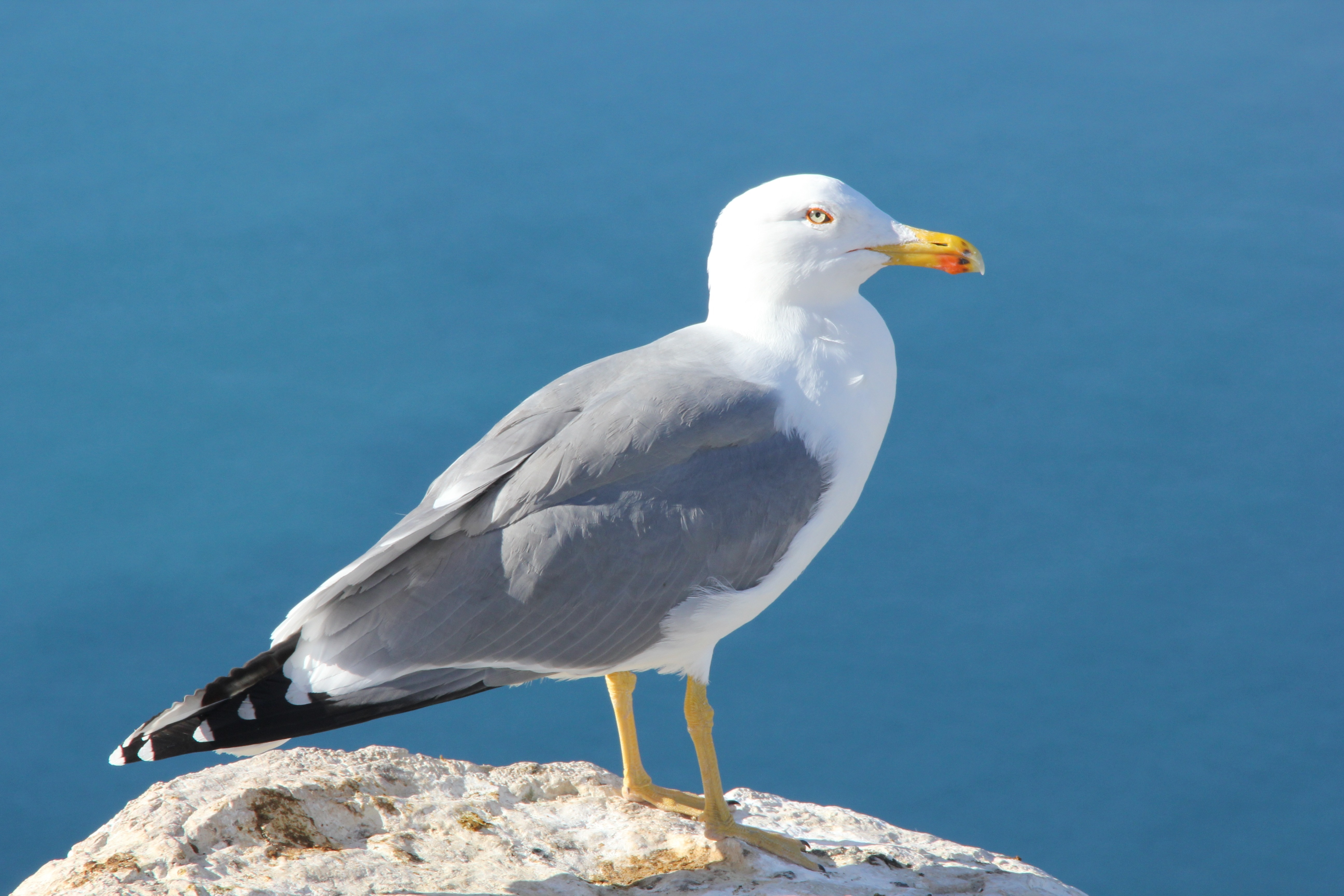 Seagull, Bird, Ave, bird, one animal