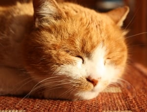 orange and white tabby cat thumbnail