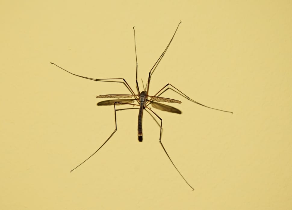 crane fly preview