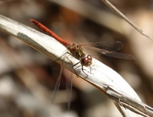 orange and brown dragonfly thumbnail