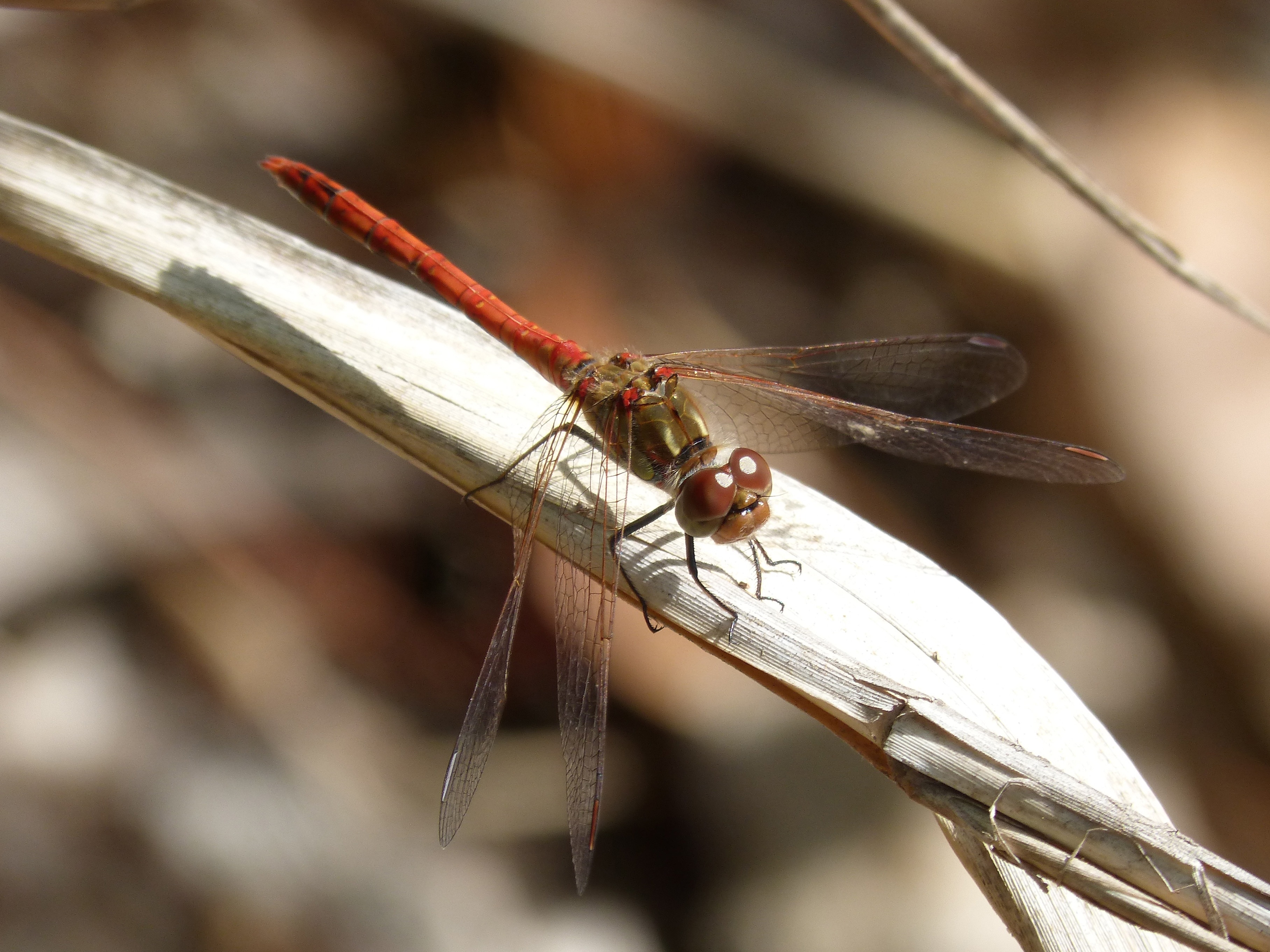 orange and brown dragonfly