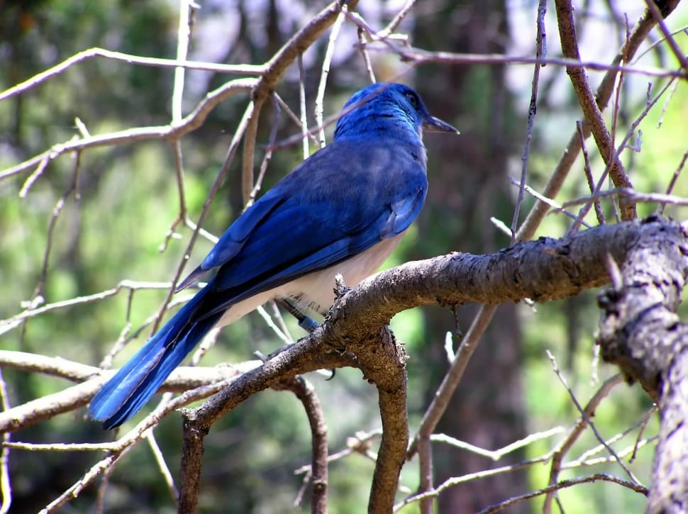 Branch, Blue Bird, Tree, Wildlife, branch, one animal preview