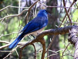 Branch, Blue Bird, Tree, Wildlife, branch, one animal thumbnail