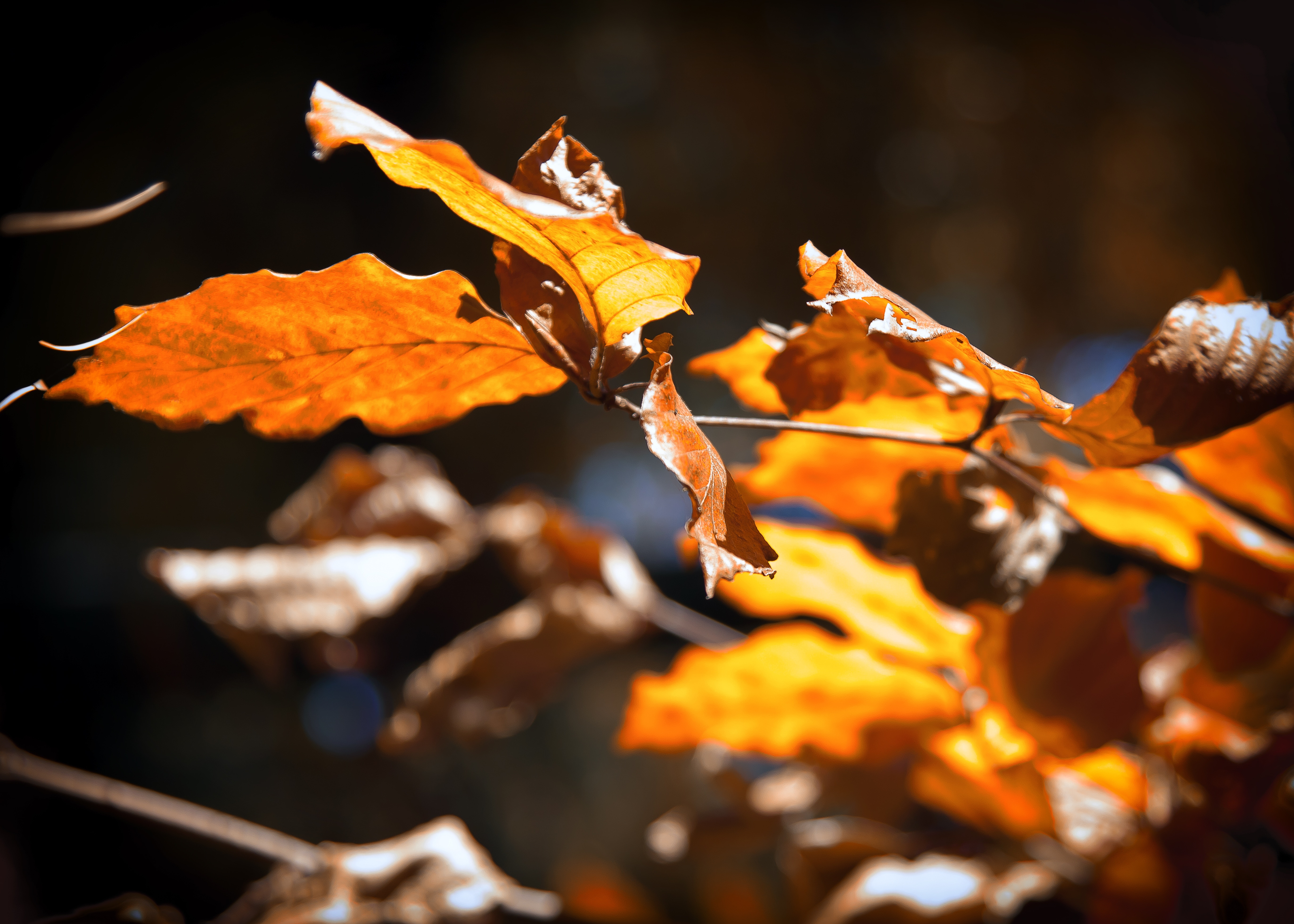 Leaves on the back. Листья свет. Листья под светом. Брызги осеннего настроения. Закрыто до осени.