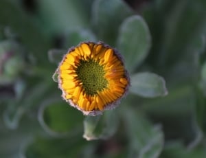 shallow focus photography of yellow flower thumbnail