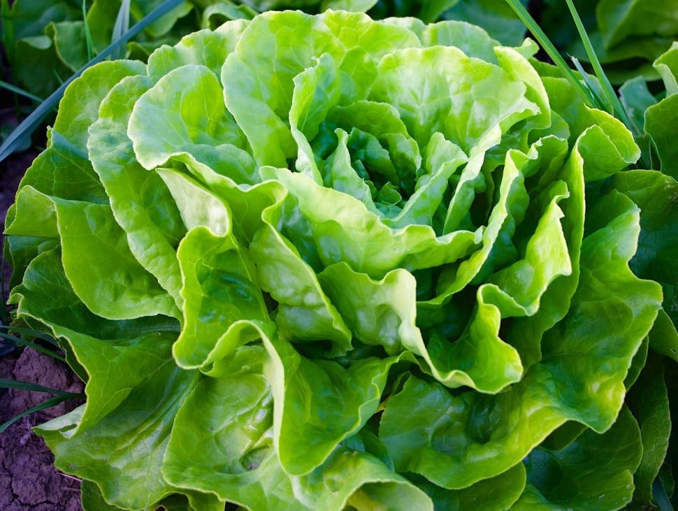 green chinese cabbage preview