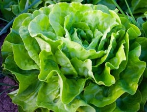 green chinese cabbage thumbnail