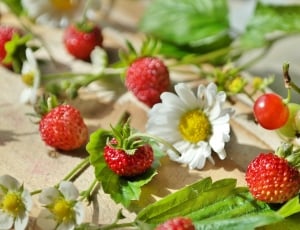 white daisy and strawberries thumbnail