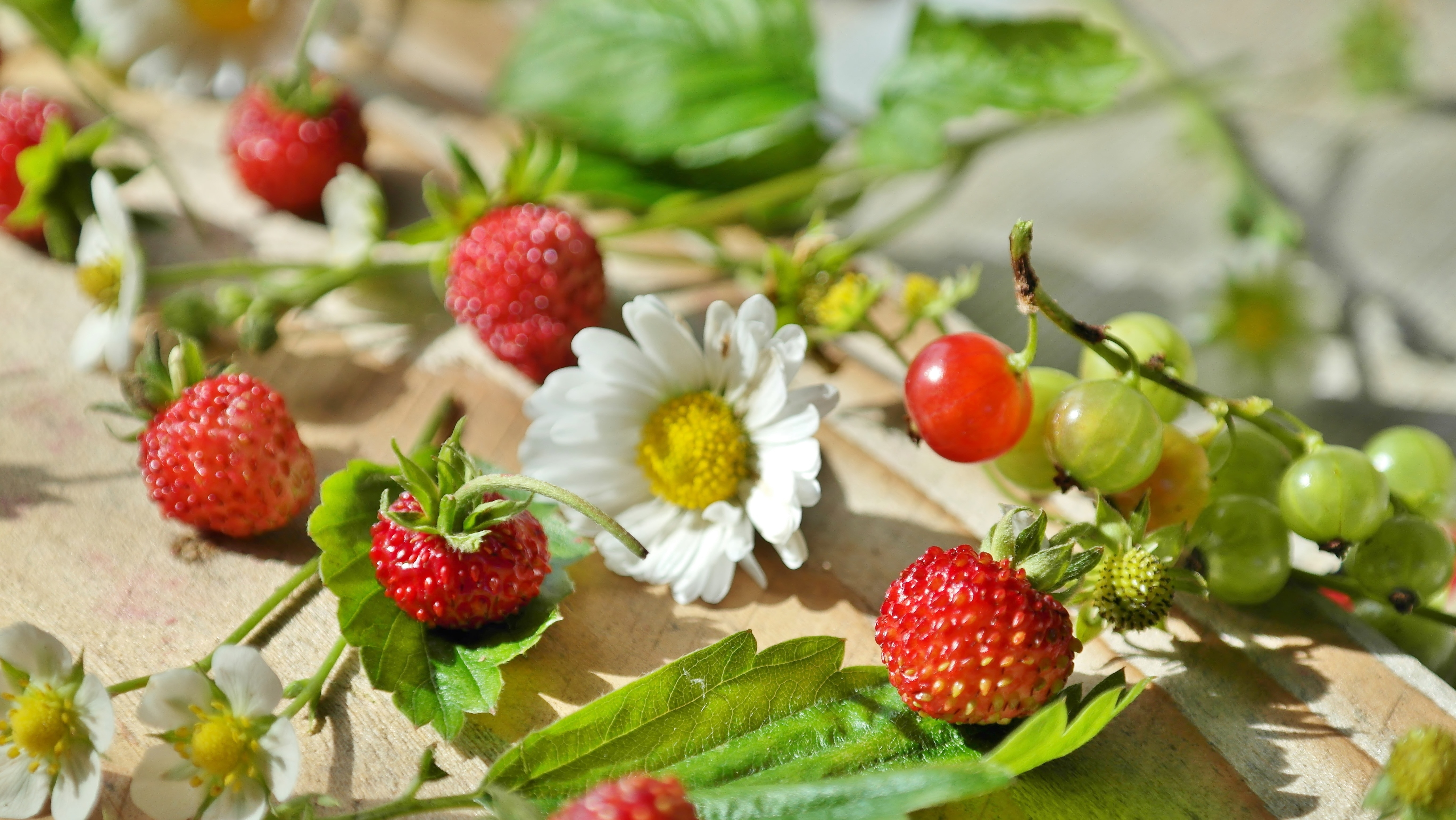 white daisy and strawberries