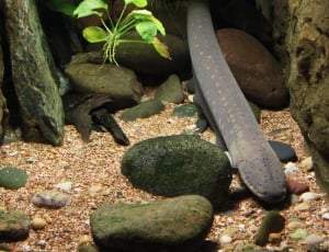 eel and green plant thumbnail