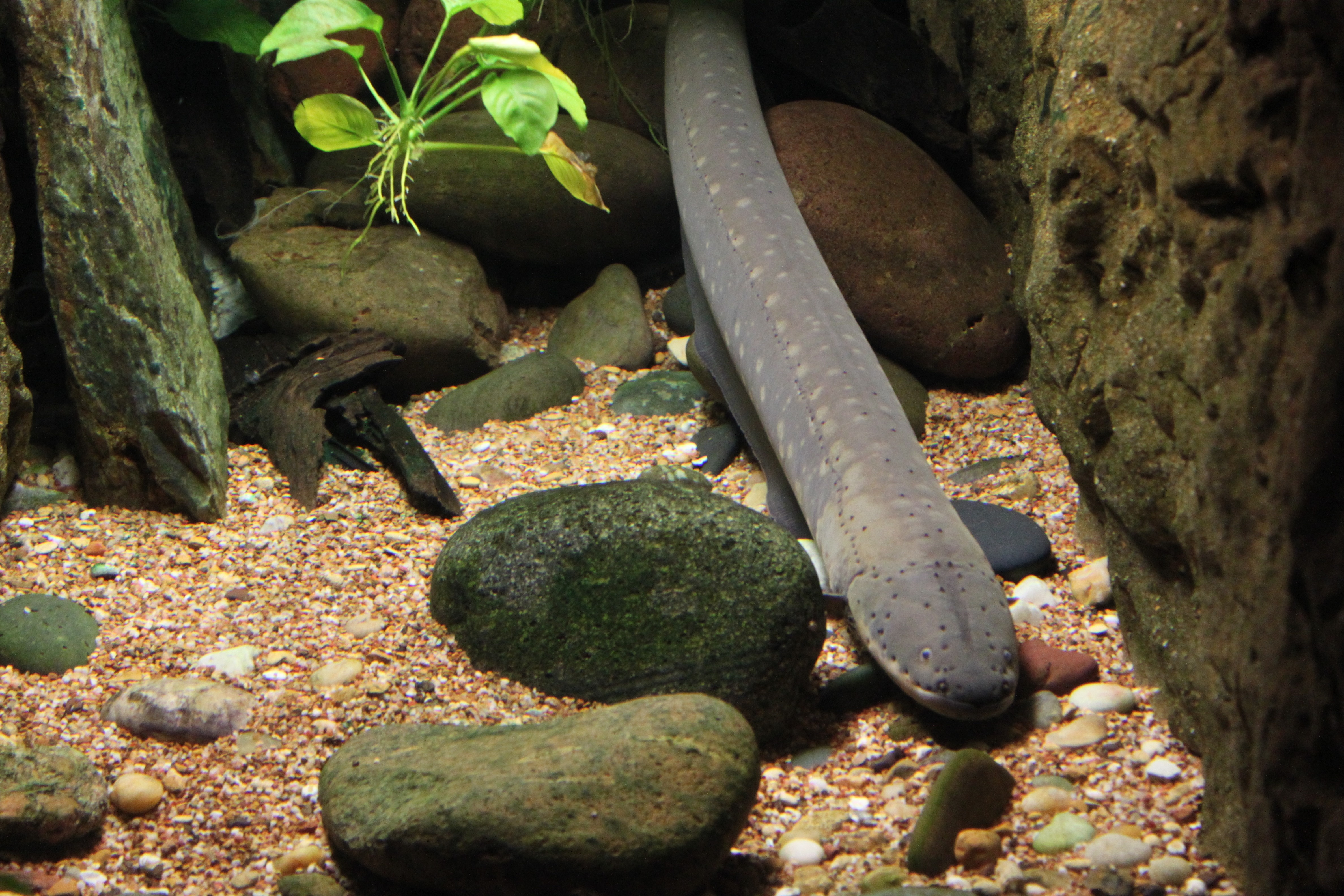 eel and green plant