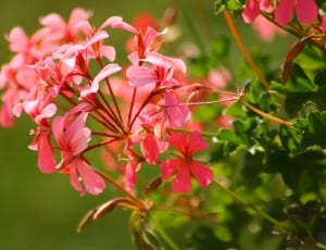 pink petal floewr thumbnail