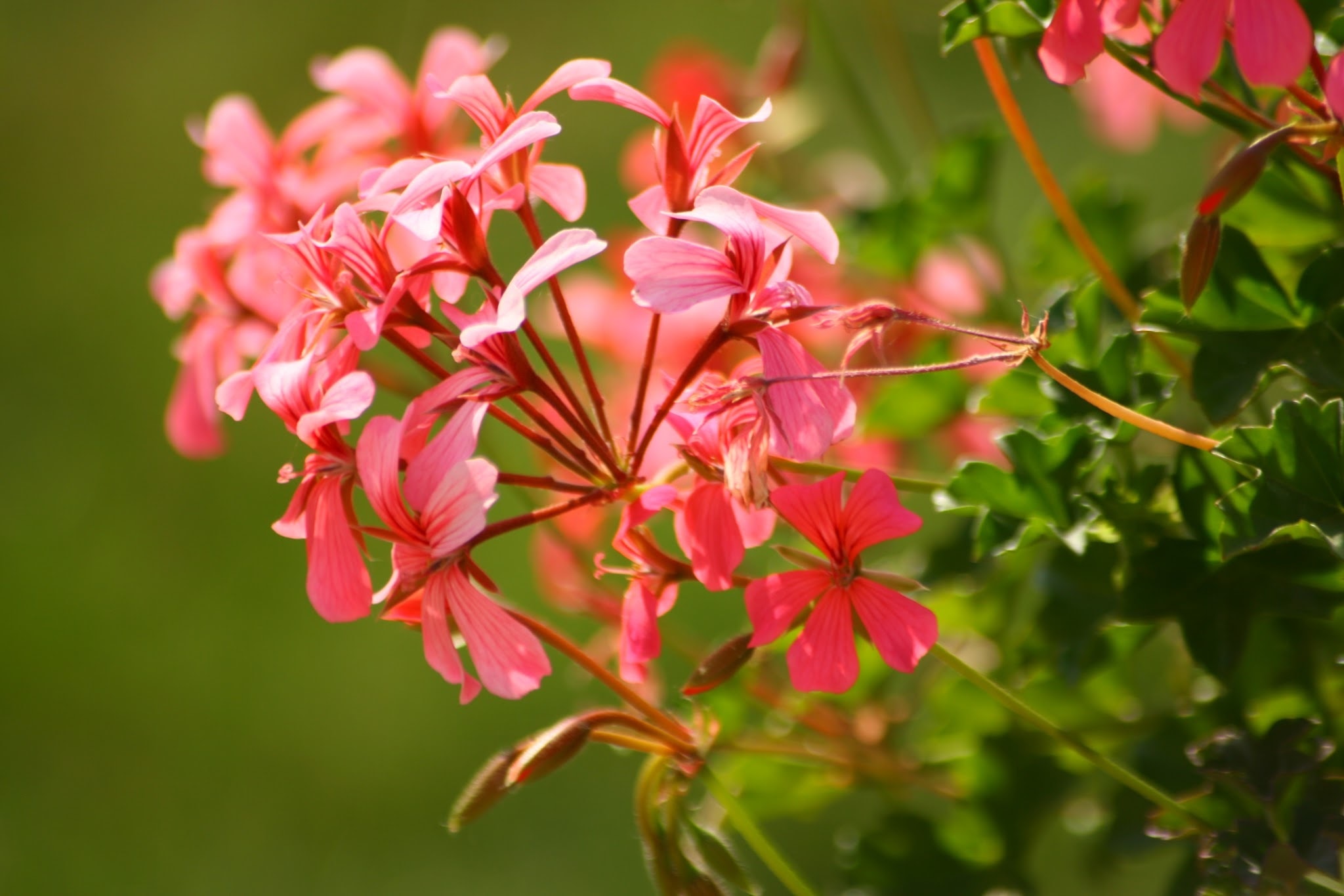 pink petal floewr