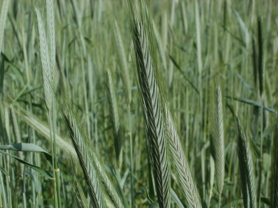 green wheat grass preview