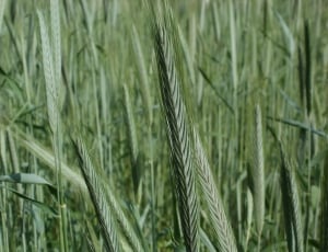 green wheat grass thumbnail