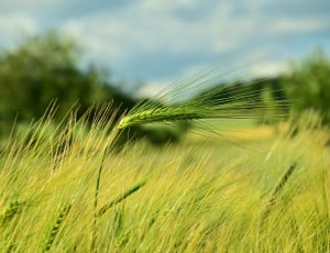 Barley, Spike, Barley Field, Cereals, agriculture, growth thumbnail