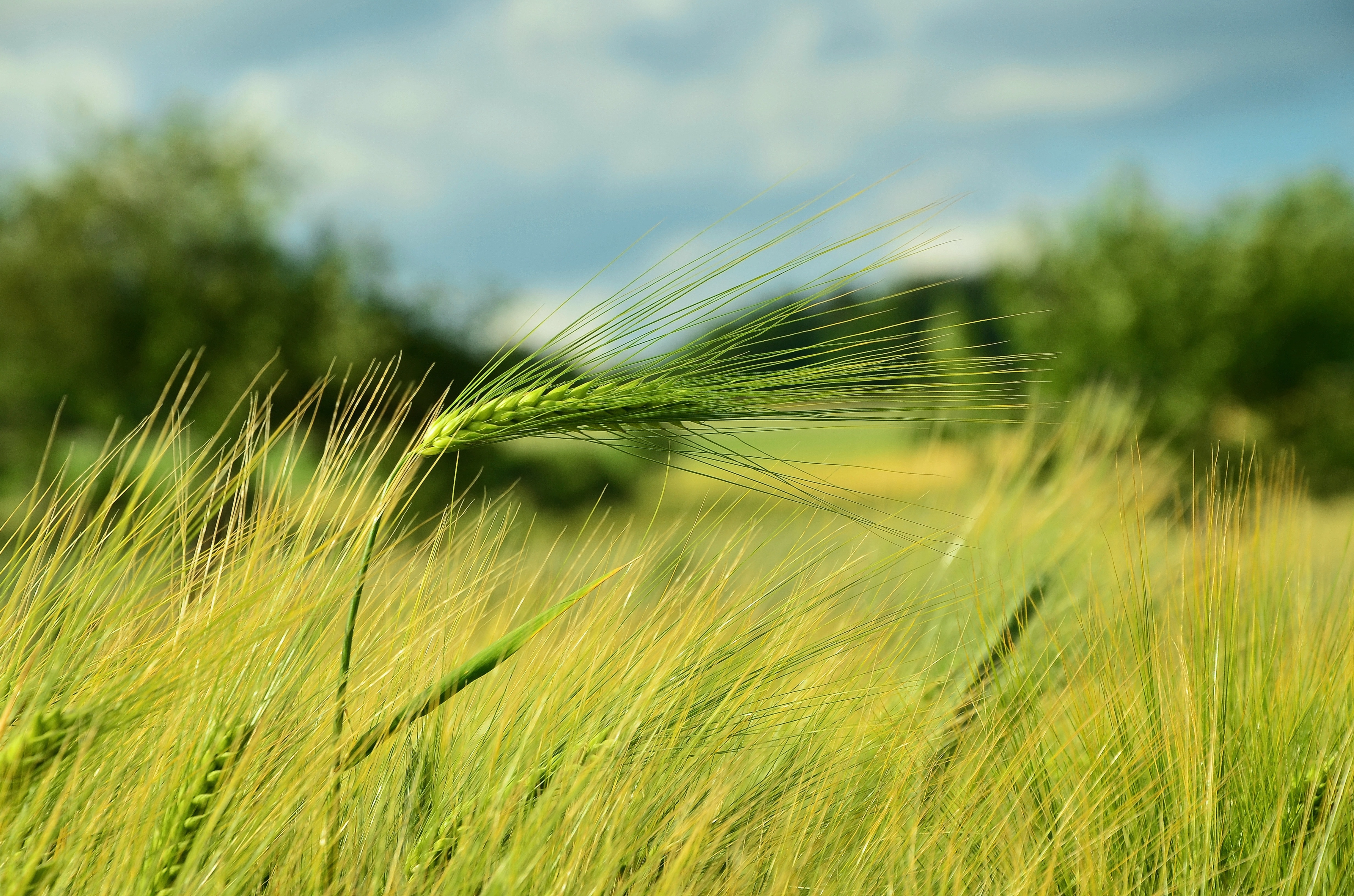 Barley, Spike, Barley Field, Cereals, agriculture, growth