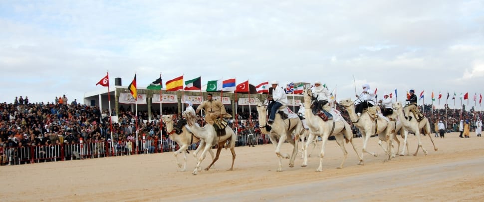 camel race preview