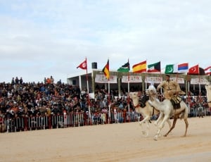 camel race thumbnail