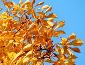 Light, Fall Leaves, Rays, Golden, Yellow, autumn, leaf thumbnail