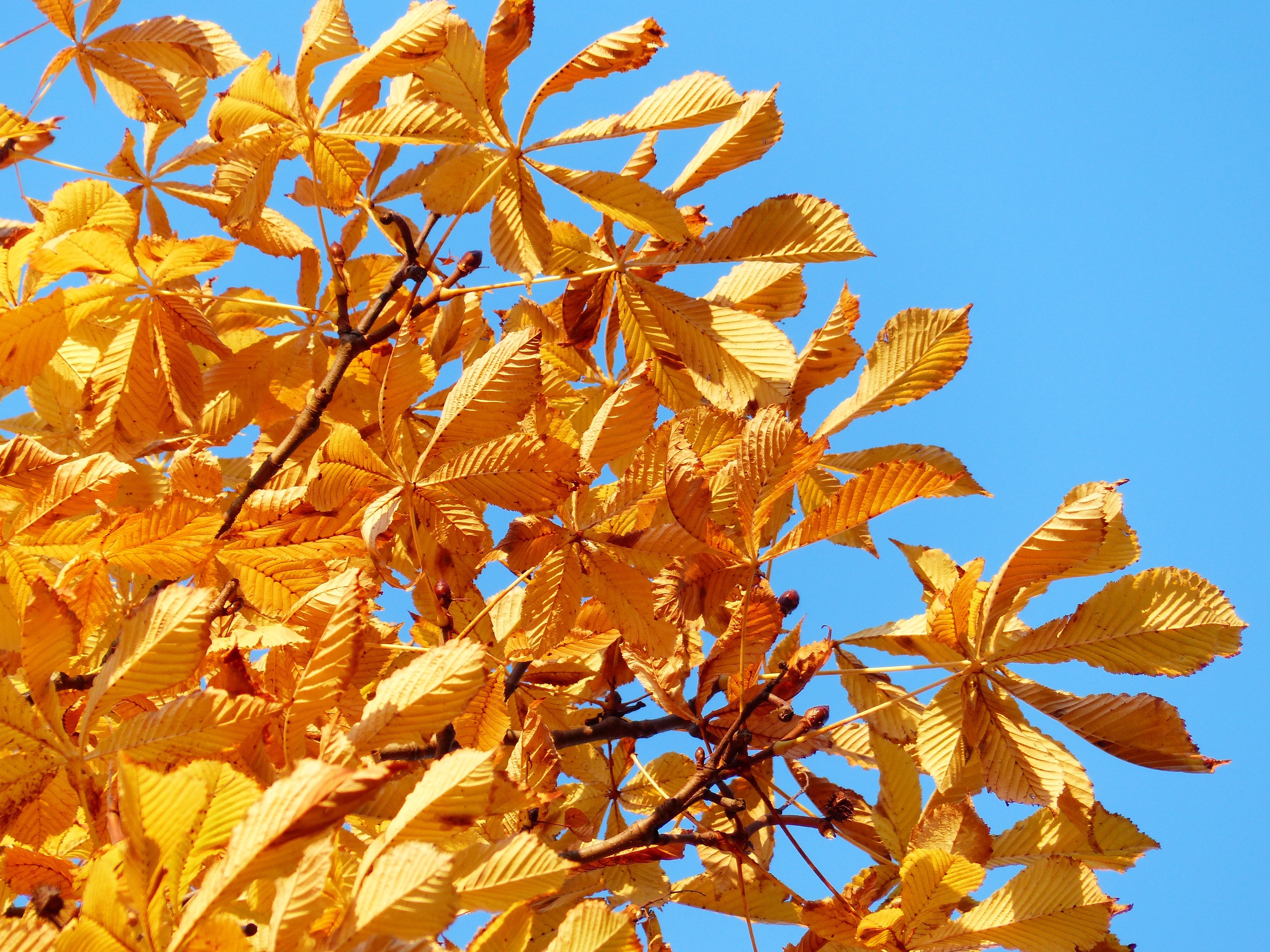 Light, Fall Leaves, Rays, Golden, Yellow, autumn, leaf