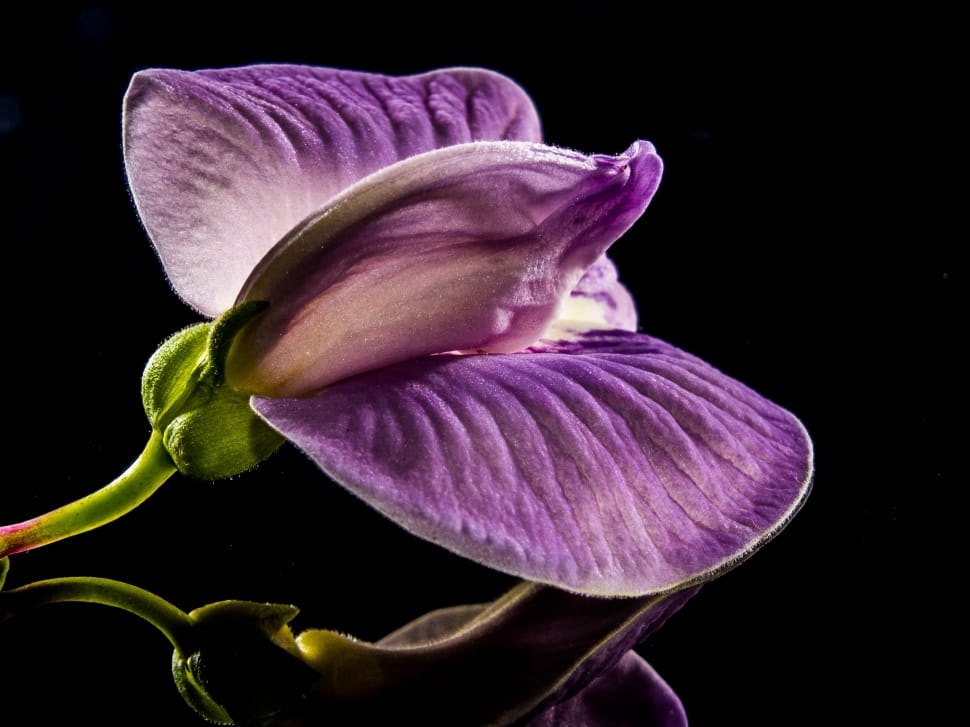 purple moth orchid preview