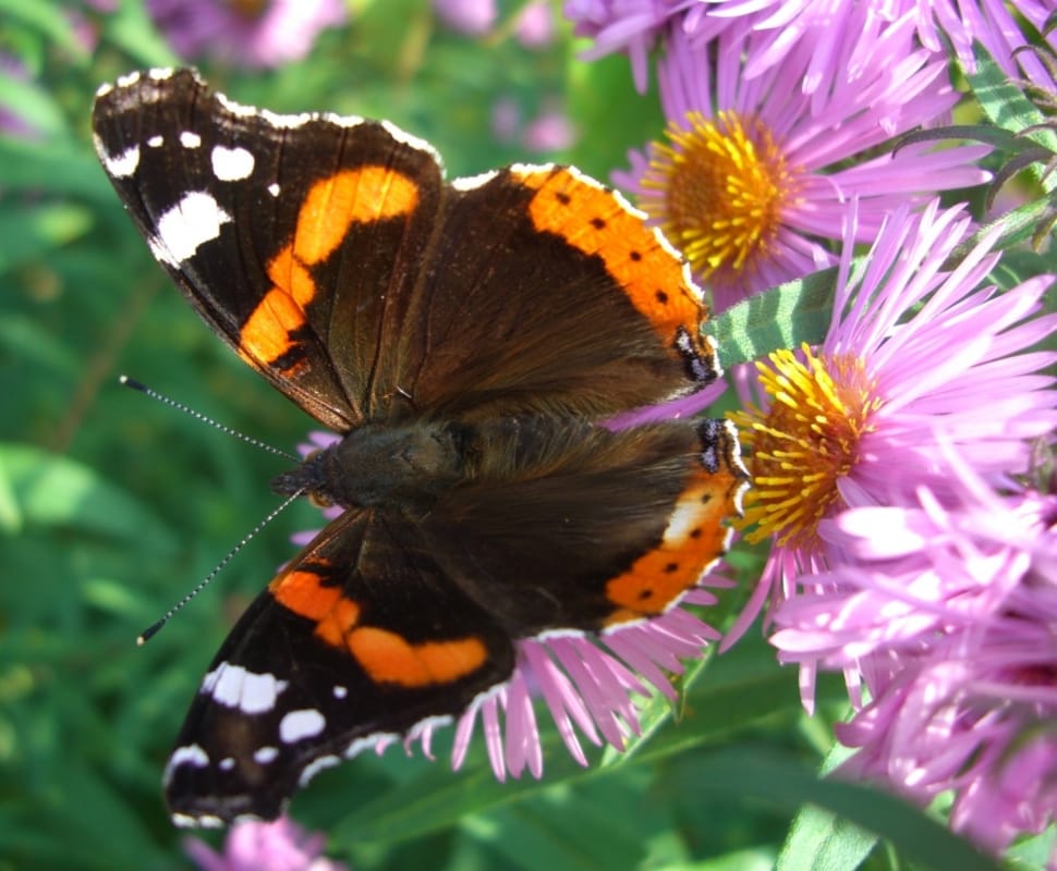 shallow focus photography of black and brown butterfly on top of purple flower during daytime preview